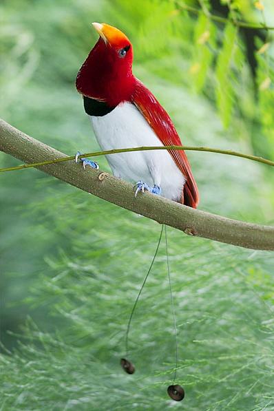 Tropical Birds