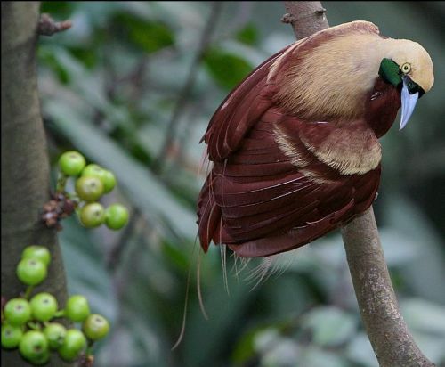 Tropical Birds