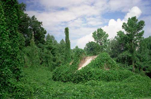 Kudzu Covered Houses