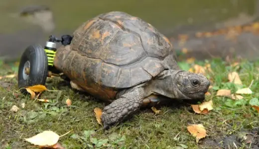 Turtle With Wheels