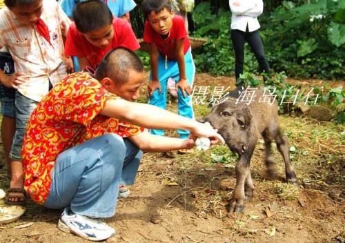 Two Headed Calf