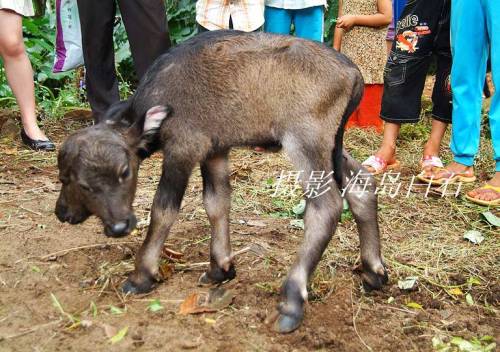 Two Headed Calf