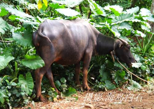 Two Headed Calf