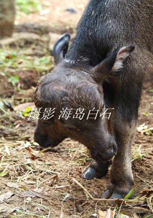 Two Headed Calf