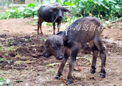 Two Headed Calf