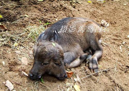 Two Headed Calf