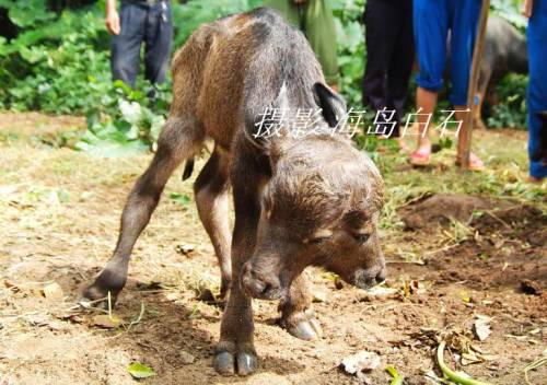 Two Headed Calf