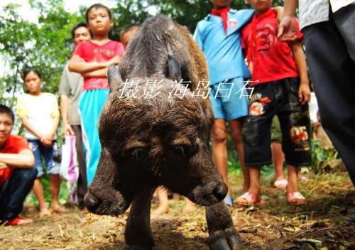 Two Headed Calf