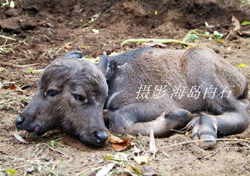 Two Headed Calf