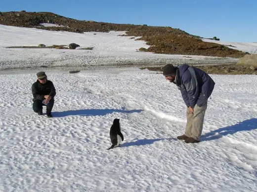 Penguins Galore