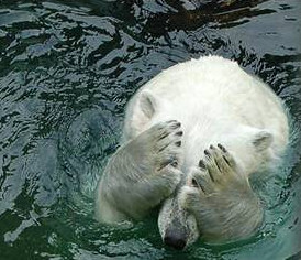 Poor Old Polar Bear