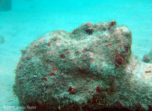 Underwater Sculptures