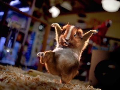 Kung Fu Hamster