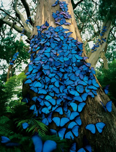 Blue Butterflies