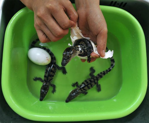 Birth of a Crocodiles