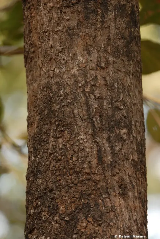 Tree Bark Lizard