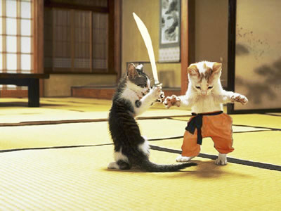 Funny Ninja Kitty