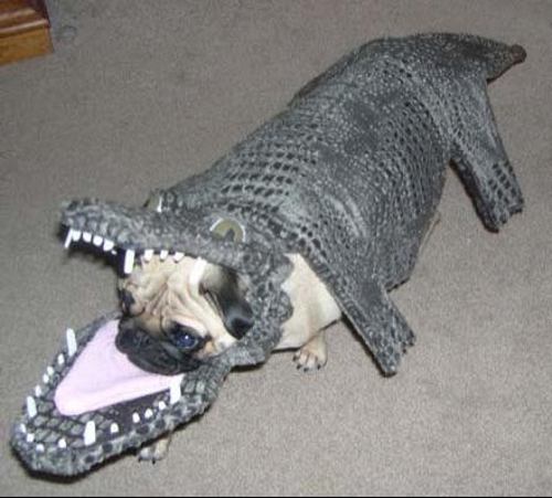 Very Scary Pug