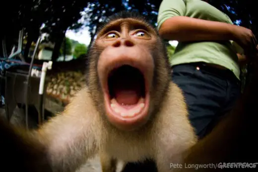 Why is this little monkey shocked?