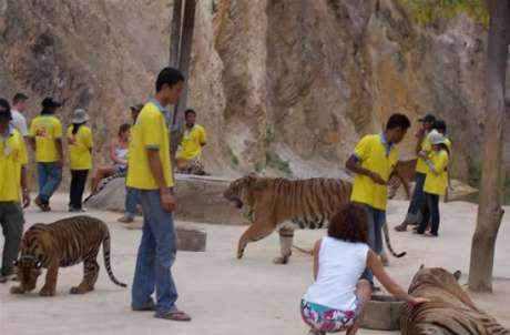 The Tiger Temple