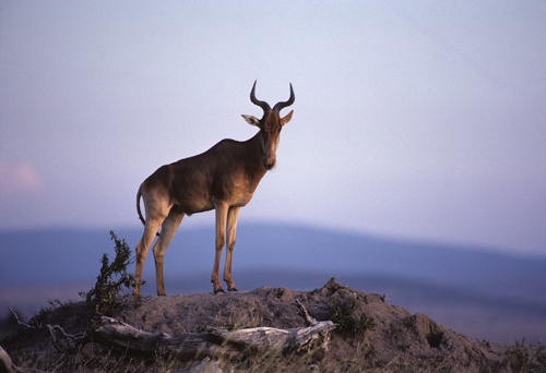 More African Wildlife