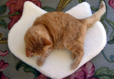 Designer Cat Beds