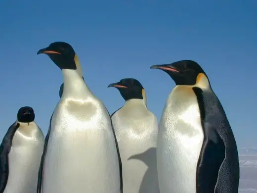 Penguins Galore