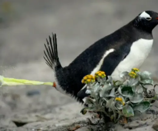 Funny Pictures of Penguin Poos