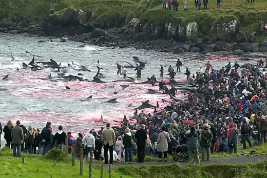 Whale Slaughter