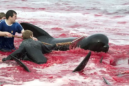 Whale Slaughter