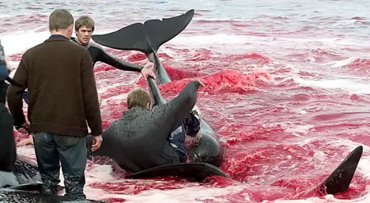 Whale Slaughter