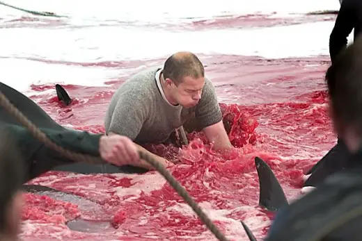 Whale Slaughter