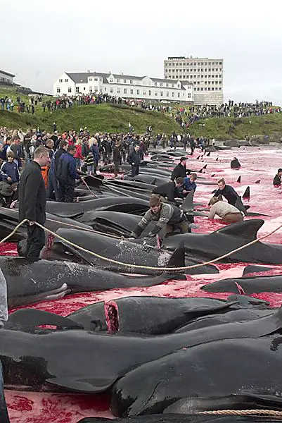 Whale Slaughter