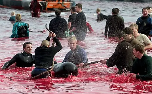 Whale Slaughter