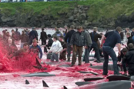 Whale Slaughter