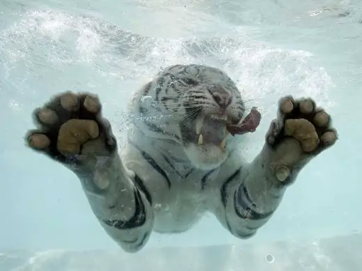 White Tiger Swim