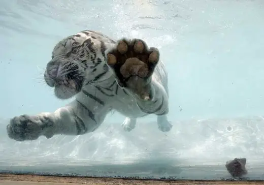 White Tiger Swim