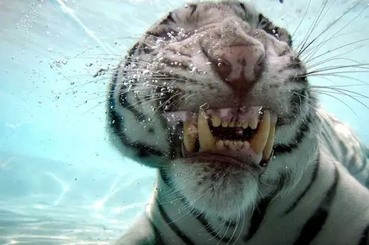 White Tiger Swim