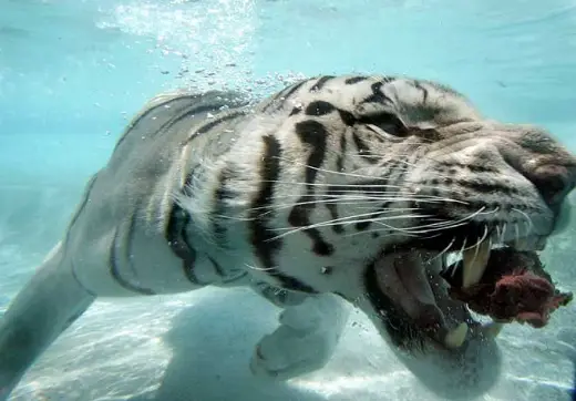 White Tiger Swim