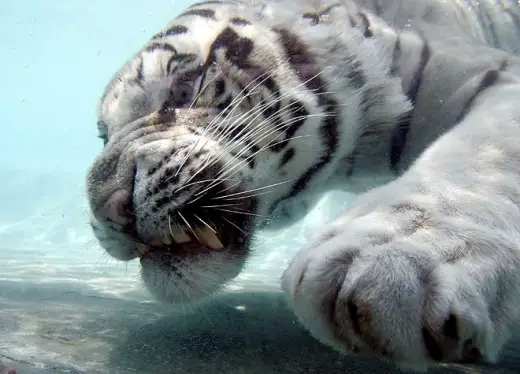 White Tiger Swim