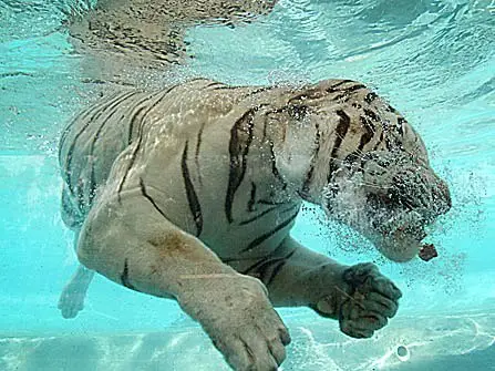 White Tiger Swim