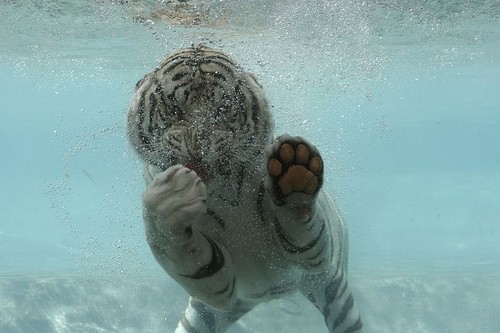 White Tiger Swim