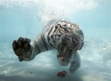 White Tiger Swim