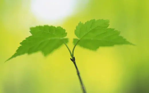 HQ Widescreen Leafs