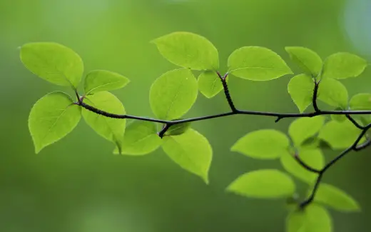 HQ Widescreen Leafs