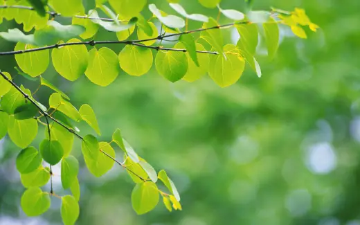 HQ Widescreen Leafs