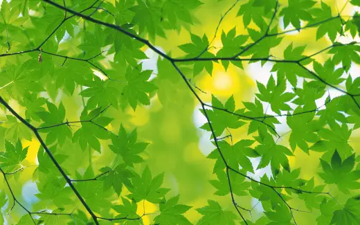 HQ Widescreen Leafs