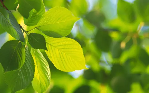 HQ Widescreen Leafs