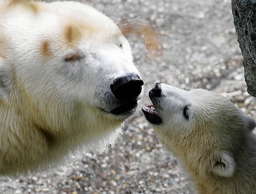 More Polar Bears