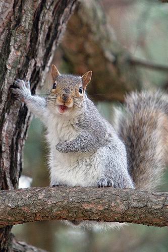 Squirrels Ahoy